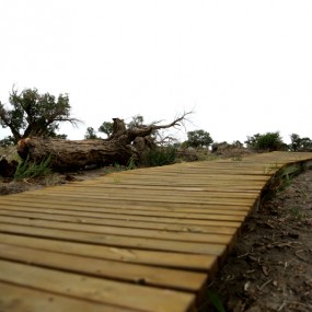 现在的胡杨林，只能是这样了！