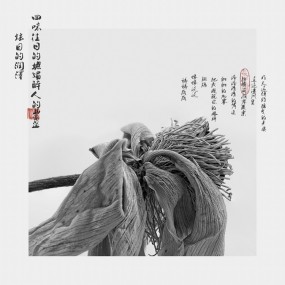 留的残荷听雨声~~~