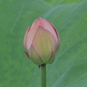 华阴万亩莲蓬（原片），请指导