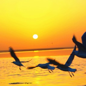 十一额济纳旗美景