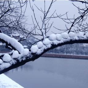 西湖之雪风光展