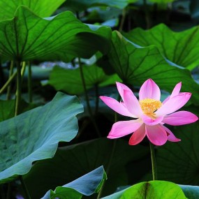 出淤泥而不染濯清涟而不妖