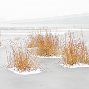 西安浐灞湿地公园雪景美图（二）