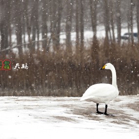 1、瑞雪影天鹅