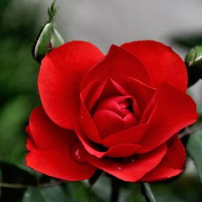 试拍    小区的花