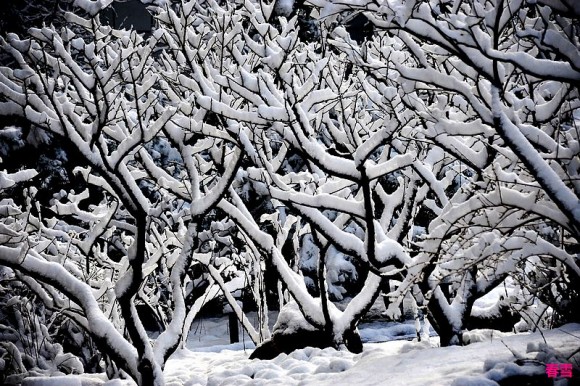 春分时令，北京迎来桃花雪。