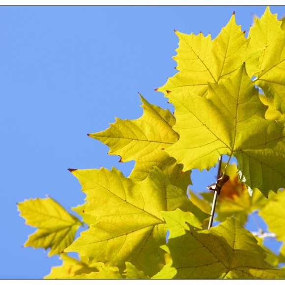 工程大学的秋色