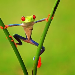 Shikhei Goh精美微距摄影作品