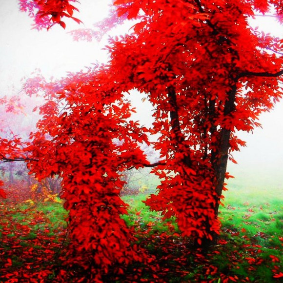 吉林红叶谷一日游