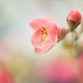 森林里的植物世界（6）