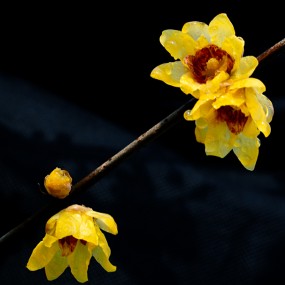 腊梅花开迎春来