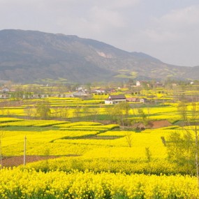 清明时节—汉中油菜花节、古栈道