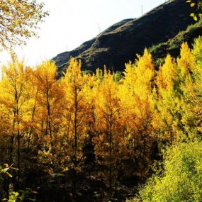 黄土高原国庆秋色