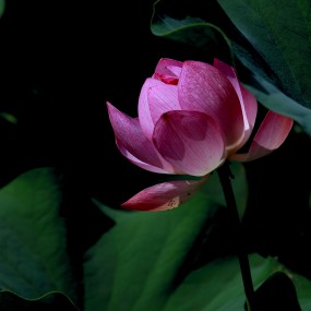 今年的荷花又开了