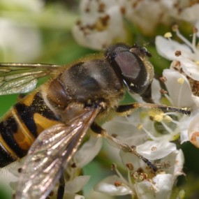 微距的世界很奇妙，初玩微距-再试【小蜜蜂】