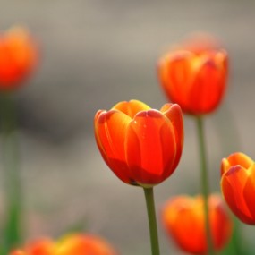 五彩缤纷郁金香