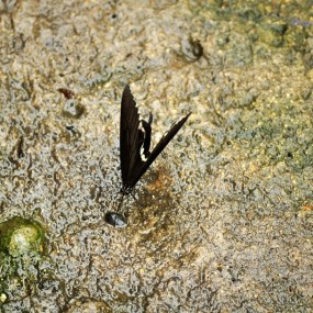 打鸟结果打到的不是鸟