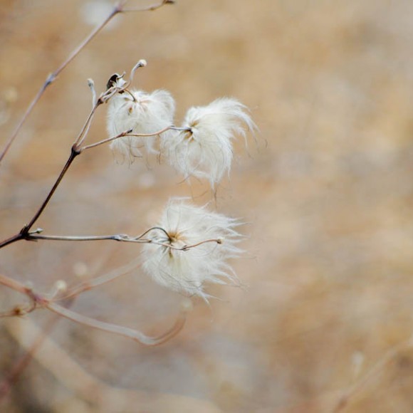 大年初二村头的雪