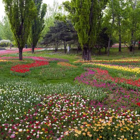 高梯下的郁金香