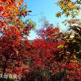 红叶好时赏秋色