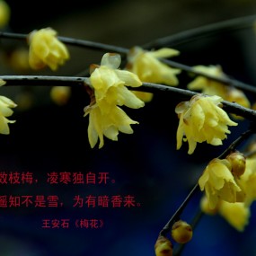 腊梅花开  满院飘香