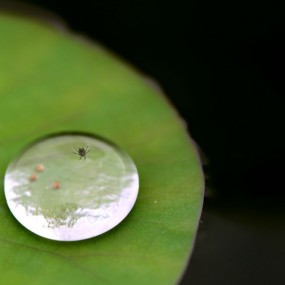 水珠里的昆虫