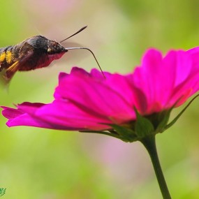 飞蛾-【航海王基德】