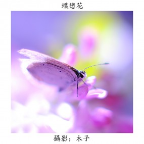蝶恋花