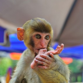 猴子_航海王基德