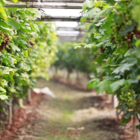 过季葡萄-航海王基德