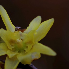 腊梅花与昆虫