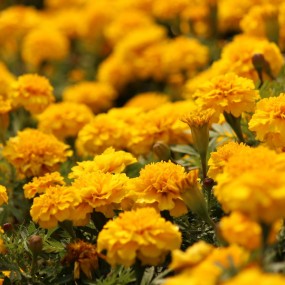 无后期原图，花卉。-航海王基德