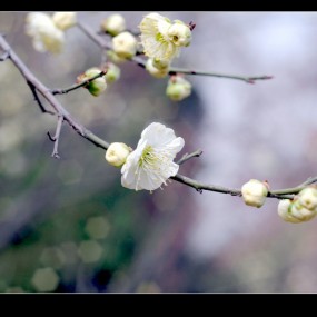 白色的梅花