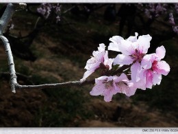 在那桃花盛开的地方