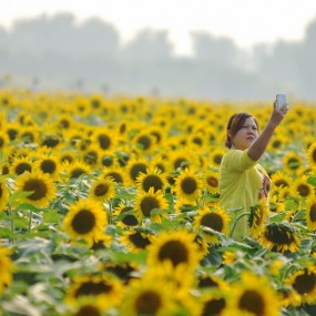 楼观花季金葵艳，美女麻豆花海笑
