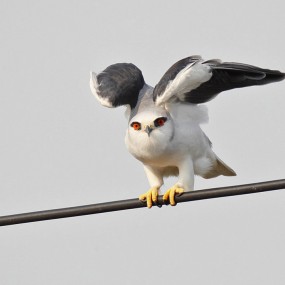 漂亮的猛禽--黑翅鸢