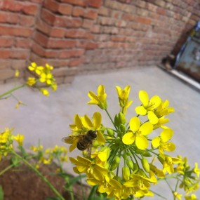 我家的油菜花，蜜蜂来采蜜。