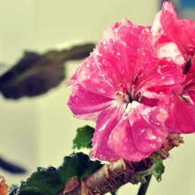 又一次尝试拍花花草草