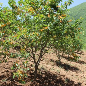 #留坝农耕节#采摘甜如蜜的黄樱桃