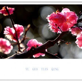 【习拍】 春 —— 杏梅