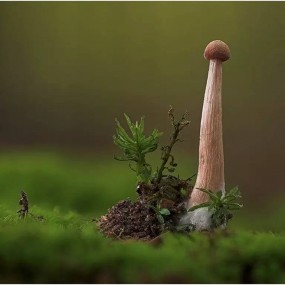 德国摄影师抓拍到的另一个自然