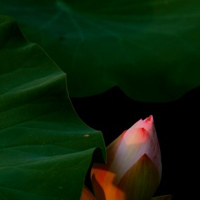 黄昏时的荷花两张