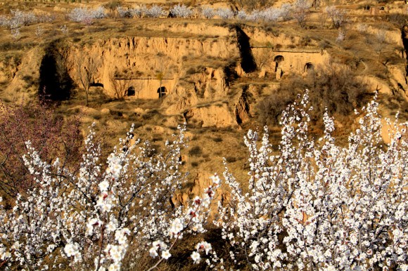 春色方盈野，枝枝绽翠英。依稀映村坞，烂漫开山城。