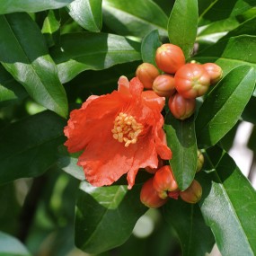 石榴花——千赏不烦