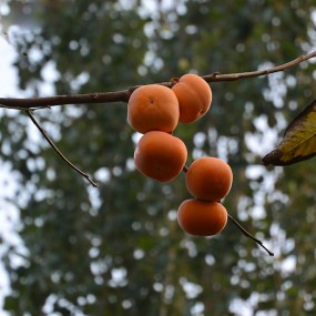 柿子红了，  事事如意！