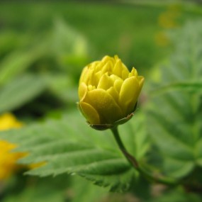 新手草鸟发帖，求高手指导