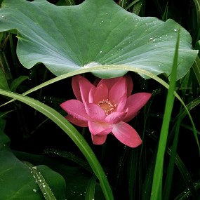 【荷之韵】庇  护