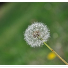 唐延路的蒲公英与狗