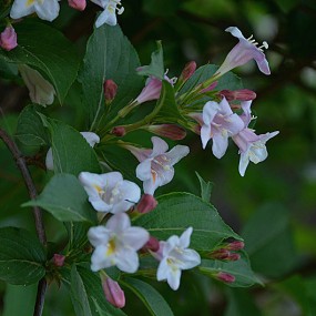 高新瞪聆谷花卉一组练习。万像更新2012.4.27