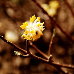 初春花开（二）